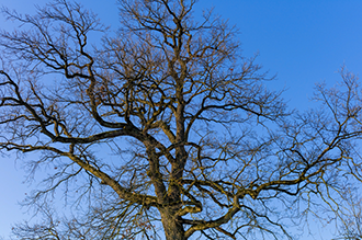 Tree without leaves